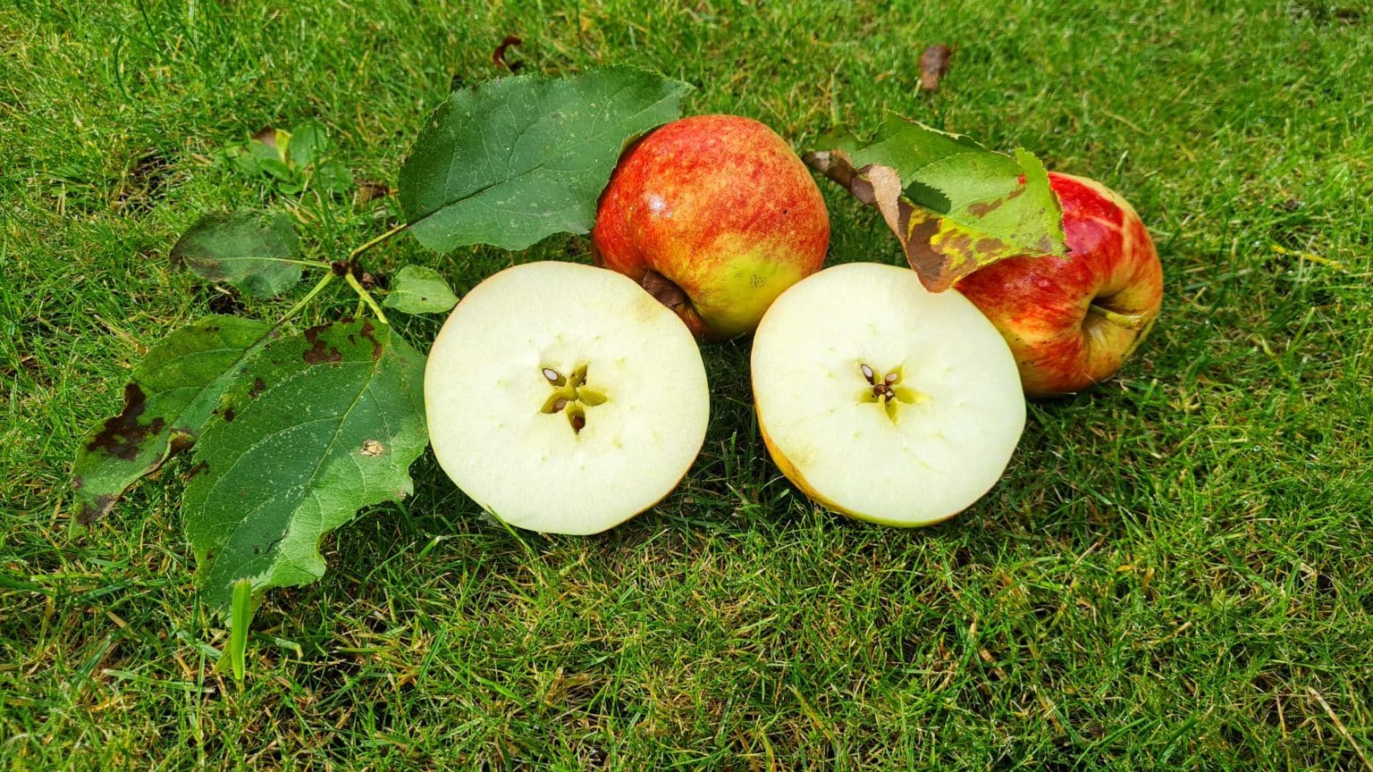 In meinem kleinen Apfel - leckeres Herbstlied • Kindergarten Ideen