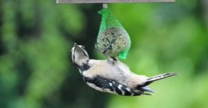 Vogelrestaurant mit Dach überm Schnabel