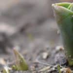 Die Tulpe – Frühlingsgedicht