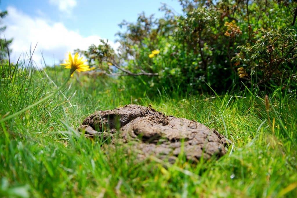 40+ Kleine Schwarze Scheiße Im Garten, Plantopedia verrät, wie sie