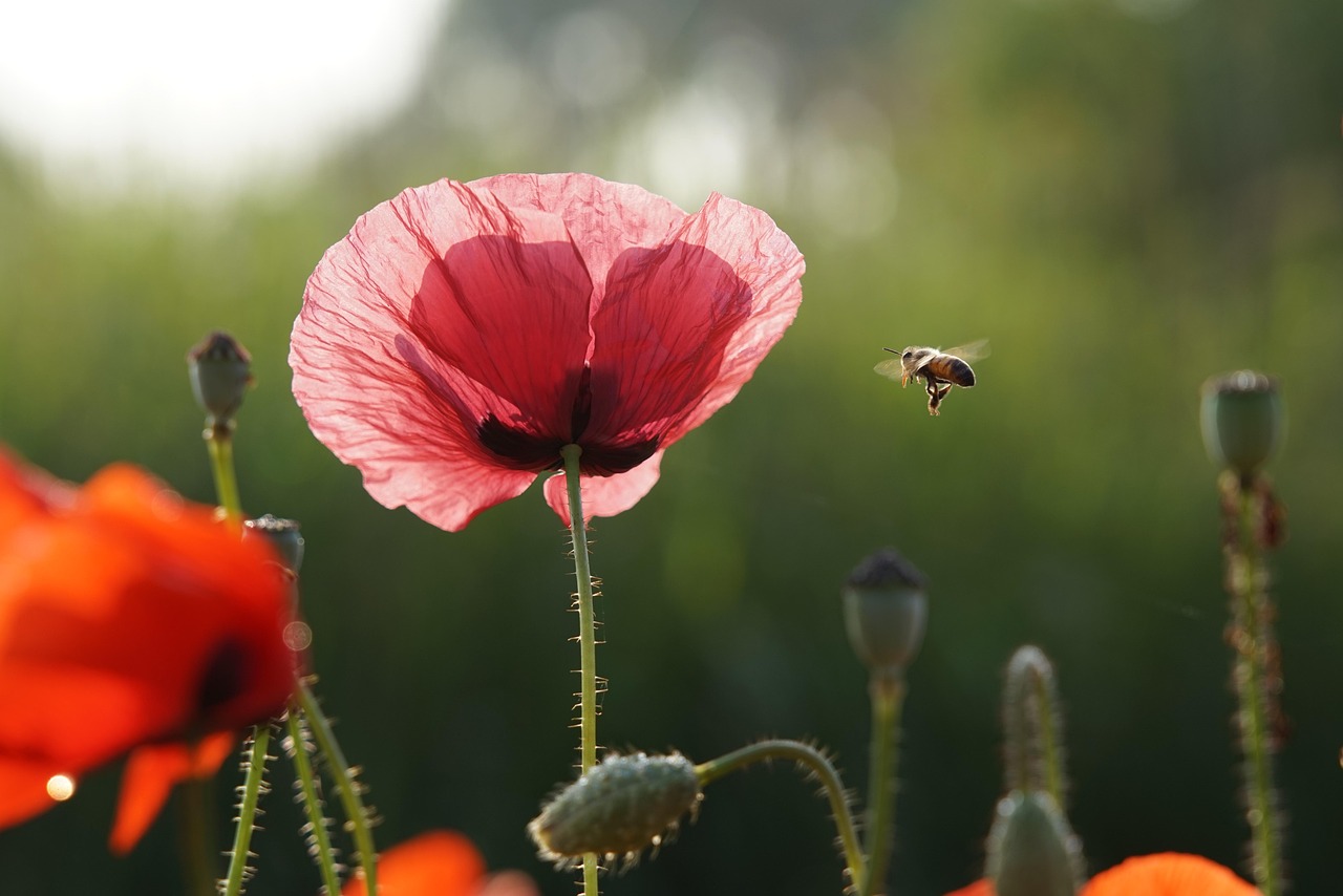 Die Blume im Garten • Kindergarten Ideen