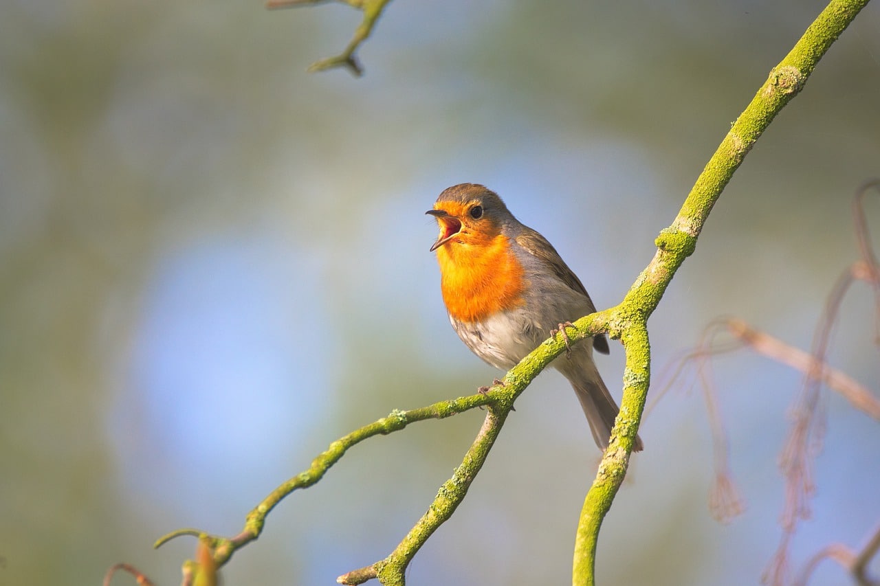 Singt ein Vogel im Märzenwald