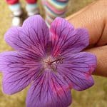 Storchschnabel- Blüte