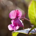 Blütenbrote – bunter Gaumenschmaus aus dem Garten