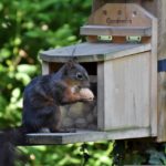 Eichhörnchenspiel