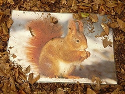 Eichhörnchenspiel • Herbst