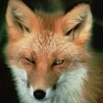 Der rote Fuchs – Abzählreim