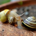 Schnecken erschrecken – Zungenbrecher