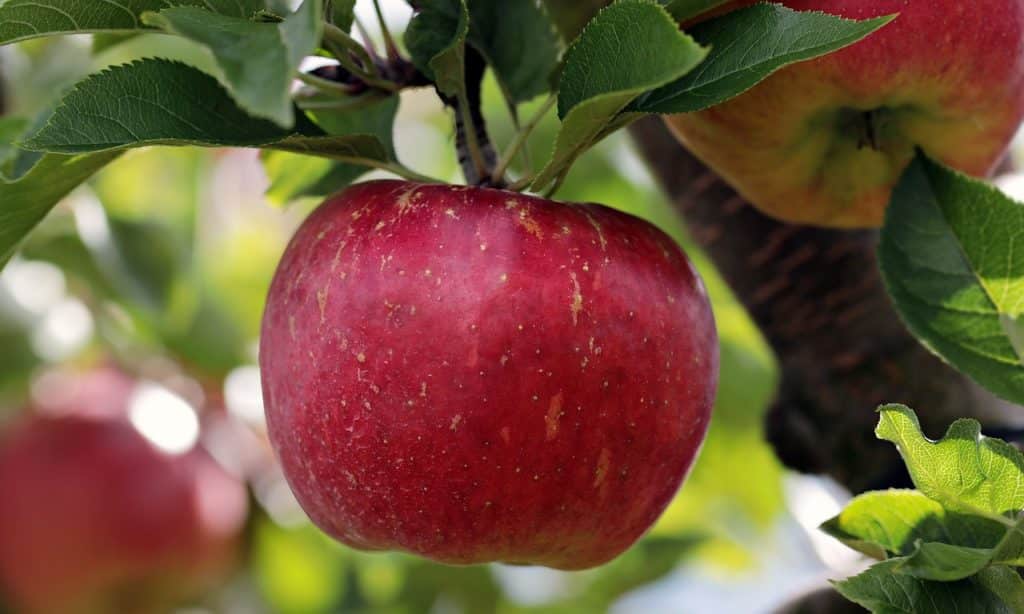 10 Apfelrätsel für deine Erntezeit im Kindergarten • Rätselspiele