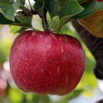 Der Apfel – ein Gedicht zum Recken und Strecken