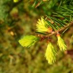 Fichtenhonig – wohltuend bei Halsweh oder einfach auf`s Brot!