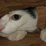 In der Tüte – Abzählreim mit Tierrabatz!