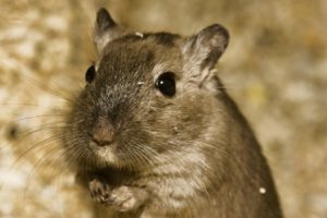 Was macht die Maus im Krippenstroh?