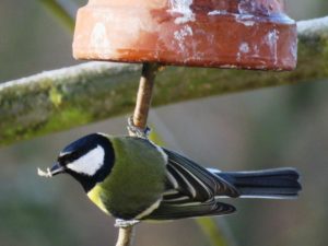 Tschüss Baumschmuck, hallo Vogelfutter! • Ideenkiste