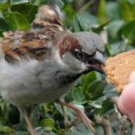 Ein Vöglein piept von seinem Ast