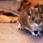 „Mäuschen huste mal“ – lustiges Kreisspiel zum Kräuterwissen