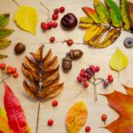 Herbstblätter sammeln – gewusst wo!