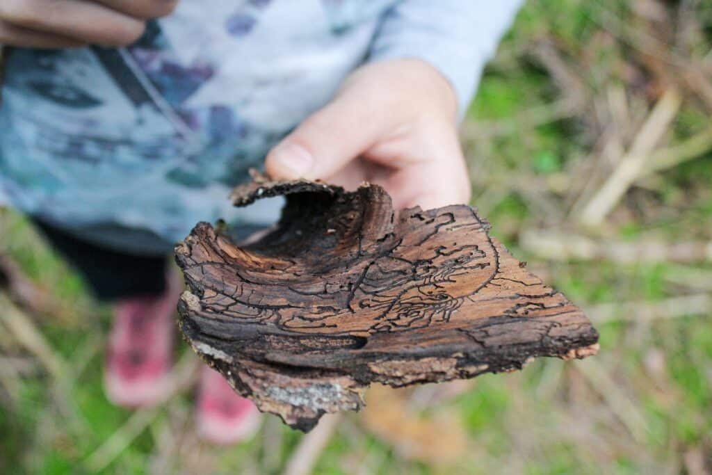 Käferkunst – geheimnisvolle Linien unter der Baumrinde &bull; Entdecken und Forschen