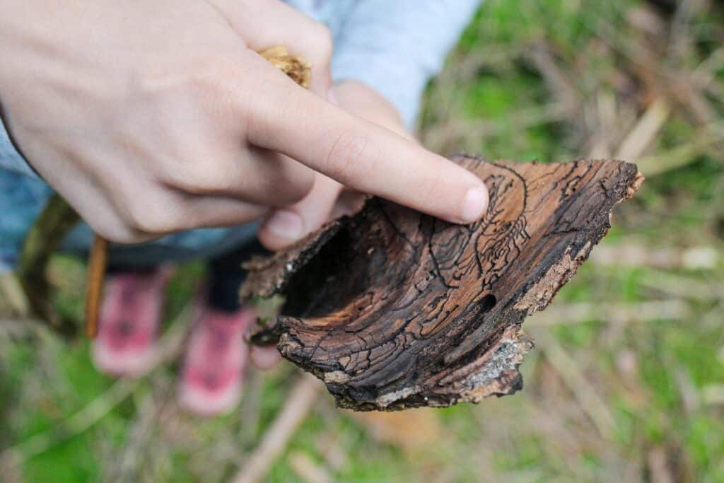 Käferkunst – geheimnisvolle Linien unter der Baumrinde