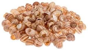 NaDeco Weinbergschnecke Natur 250g Cornu aspersum Deko Schnecken Weinbergschneckenhäuser