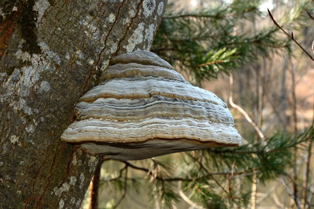 Zunderschwamm – der stille Star am Baum