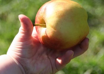 Apfel so groß wie eine Kinderhand