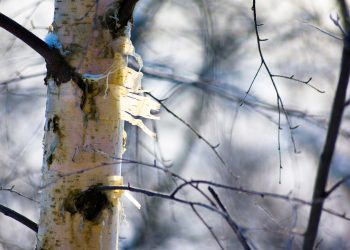 Birkenrinde als natürlicher Anzünder • Ideenkiste