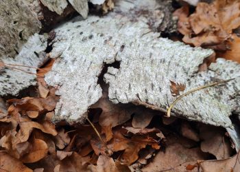Abgefallene Birkenrinde