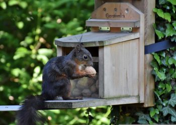 Eichhörnchen am Futterhaus