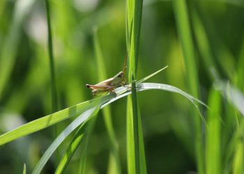 Delikatessen am wegesrand • ideenkiste vulkahn-22 / Pixabay