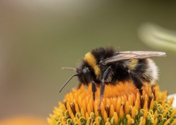 hummel-auf-bluete