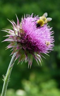 Hummelkrankenhaus - so können kinder erschöpften hummeln helfen • ideenkiste hummel-auf-distel