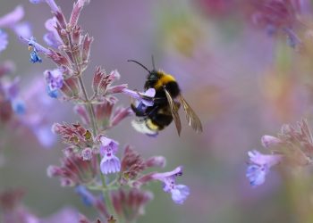 hummel-lavendel