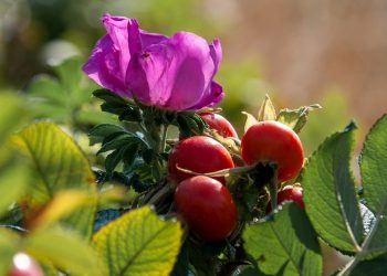 Delikatessen am wegesrand • ideenkiste Kartoffelrose