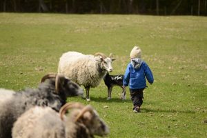 Kind und Schafe