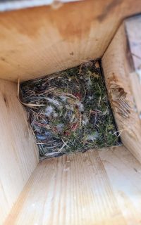 Nest im Meisenkasten