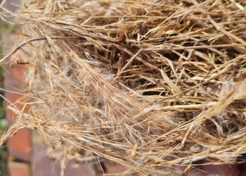 Nest aus Meisenkasten
