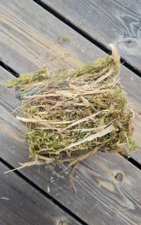 Nest aus Meisenkasten