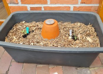 Olla