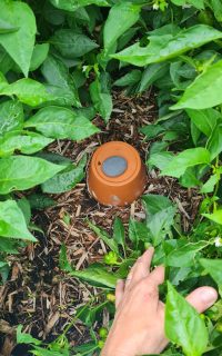 Olla zwischen 4 Paprika