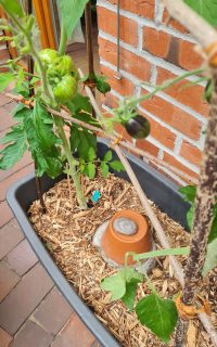 Olla zwischen 2 Tomaten