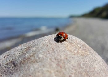 Flotter Käfer an der Ostsee!