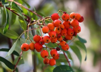 Delikatessen am wegesrand • ideenkiste Rote Vogelbeeren