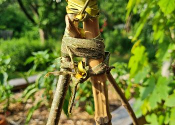 weidenrinde-als-band (12)