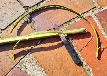 weidenrinde-als-band (9)
