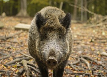 wildschwein-schnauze